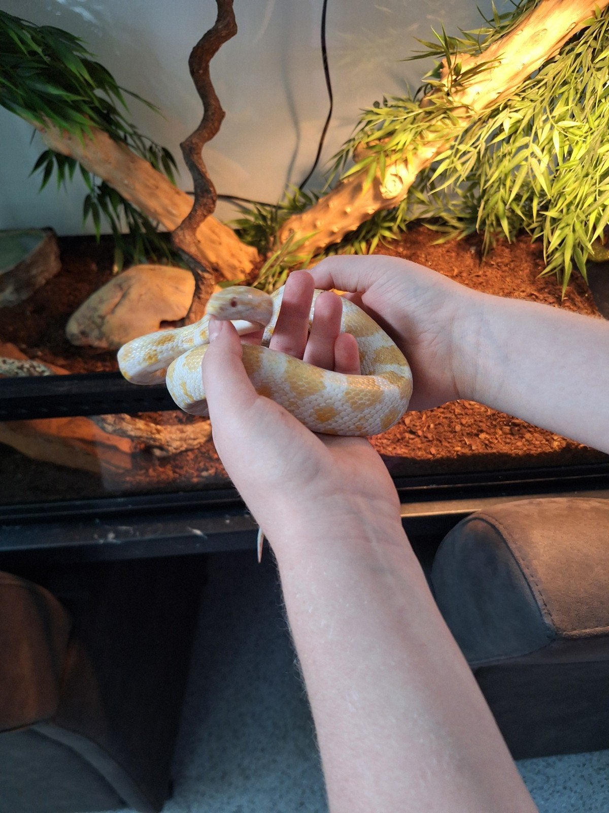 Terrarium compleet met 2 rattenslangen Rat Snake photo 9