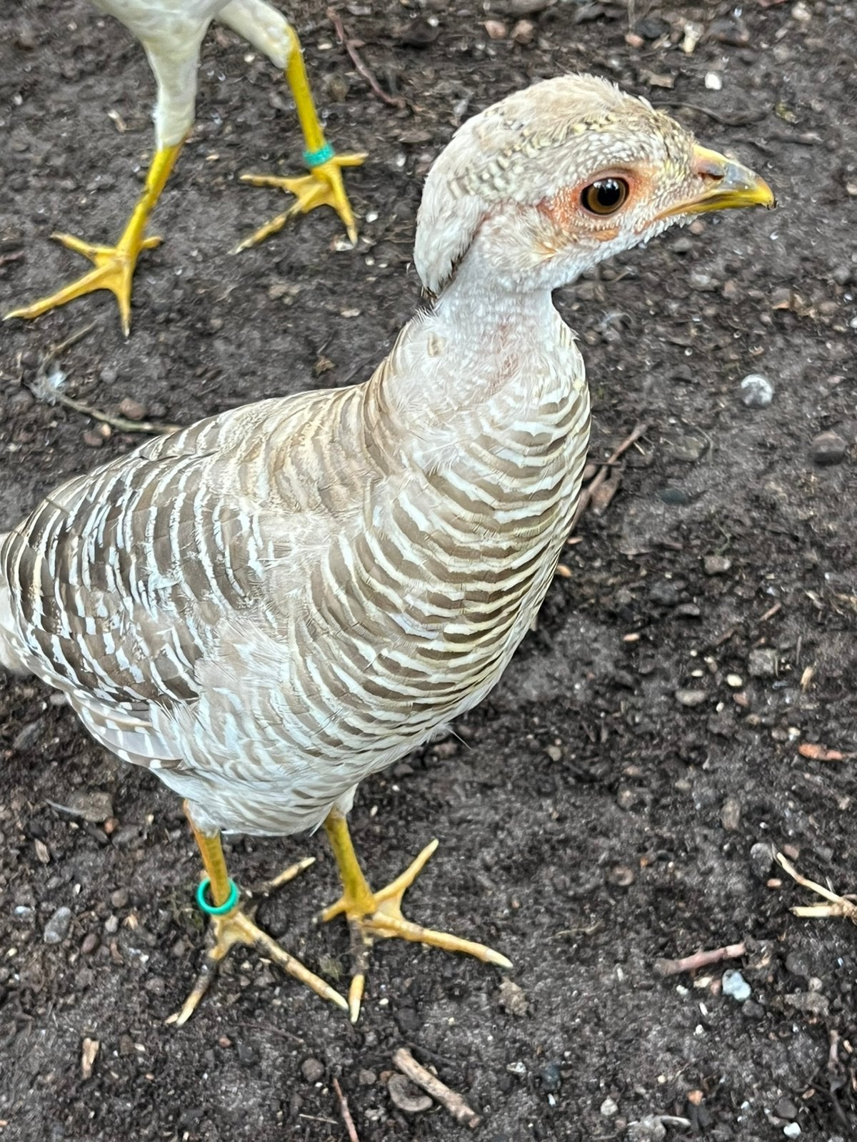 Fazanten, Meerdere dieren, Overige soorten