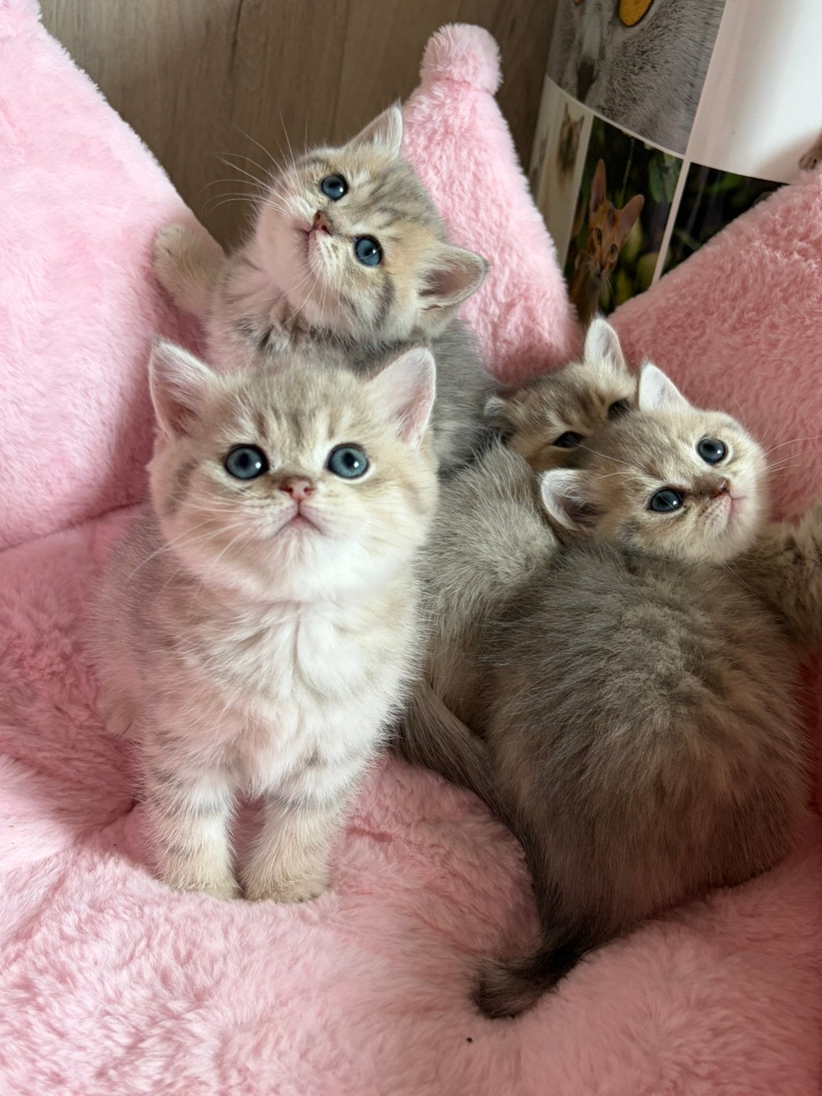 Blue golden shaded britse korthaar kittens met stamboom, Dieren en Toebehoren, Meerdere dieren, Met stamboom, 0 tot 2 jaar