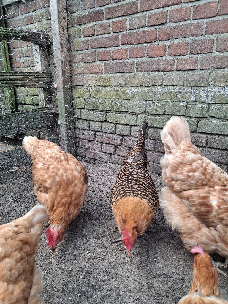 Heerlijke scharreieren, Ophalen