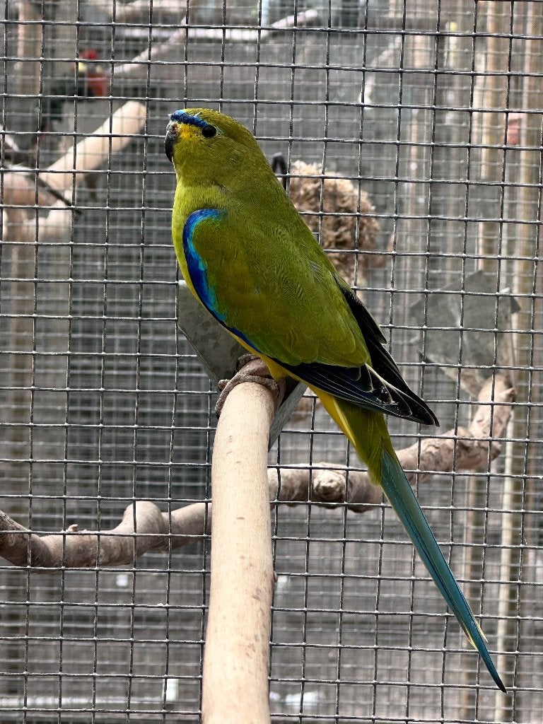 Elegantparkiet man, Mannelijk, Parkiet
