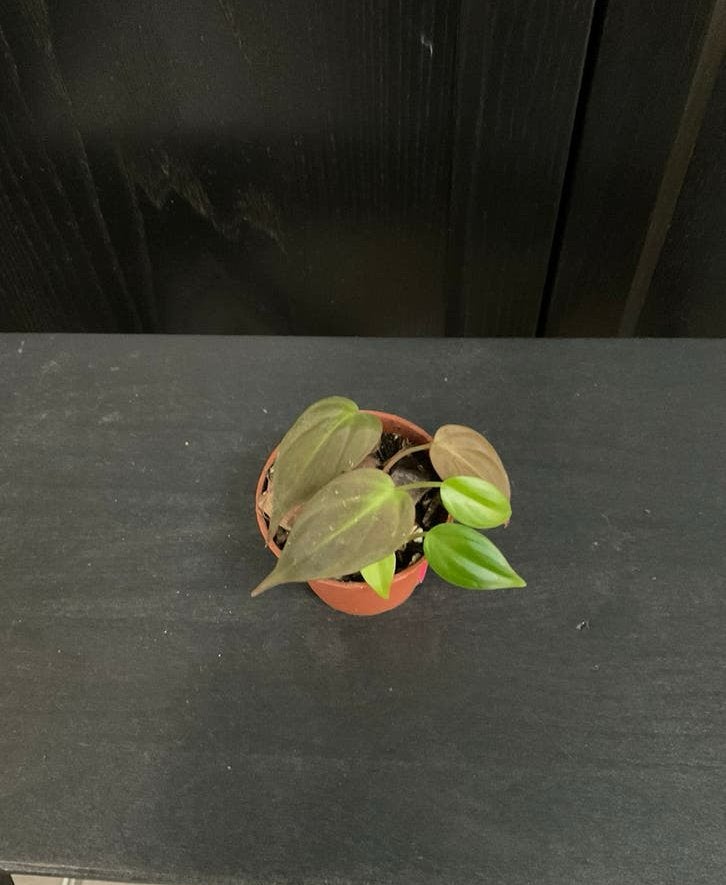 Philodendron micans stekje 2, Ophalen, Overige soorten, Halfschaduw, Minder dan 100 cm
