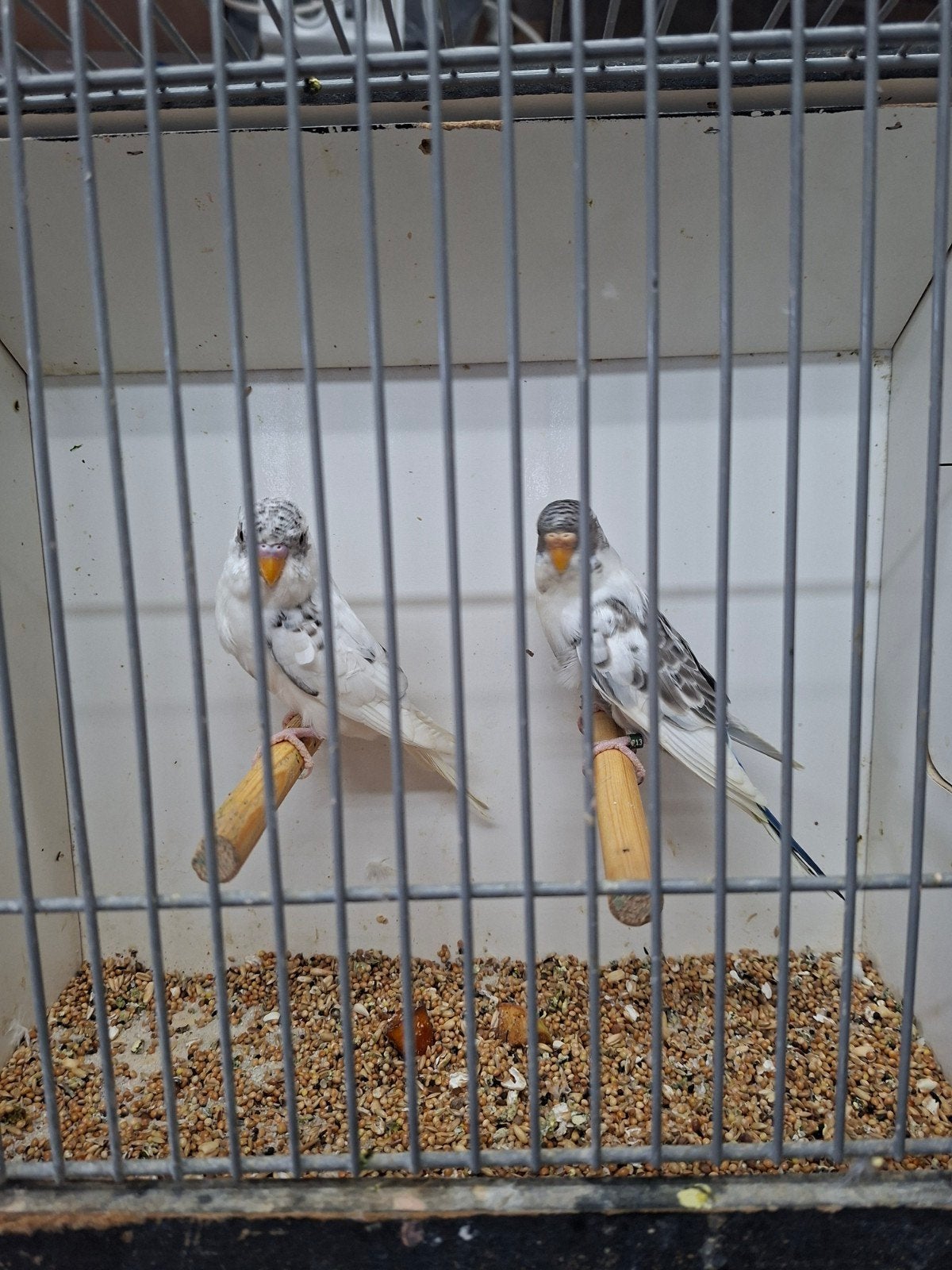 3 koppels blackface grasparkieten, Meerdere dieren, Parkiet