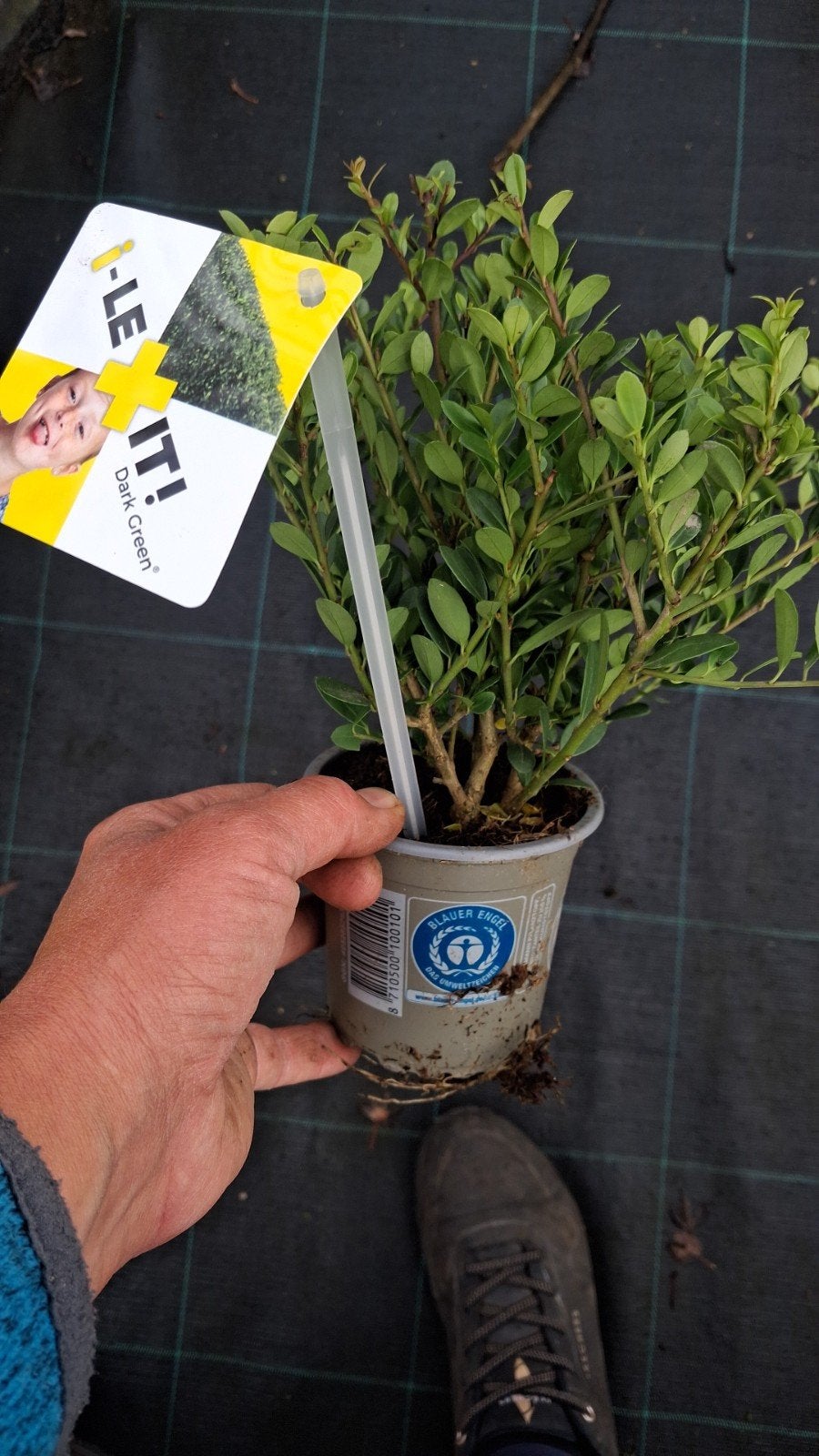 ilex 'Dark Green' - De Buxus vervanger!! 15 cm €2,95 pst, Overige soorten, Vaste plant, Ophalen of Verzenden, Halfschaduw