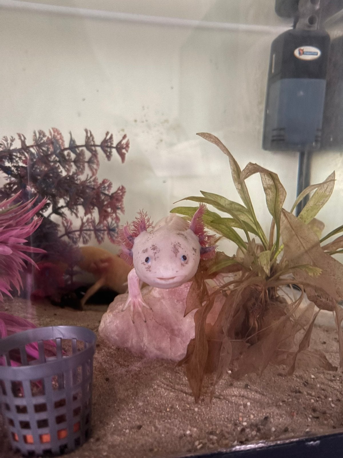 2 gezonde mannelijke axolotl, Hagedis, 0 tot 2 jaar