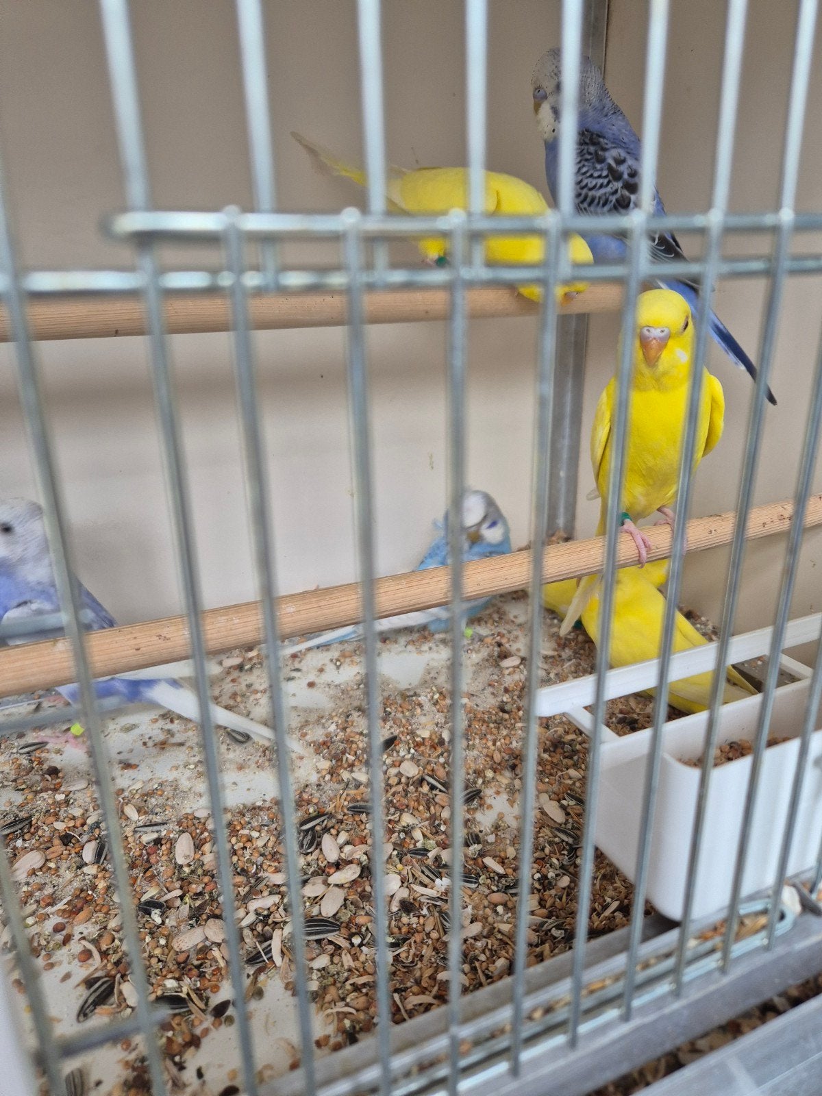 jongen grasparkieten, Dieren en Toebehoren, Meerdere dieren, Parkiet