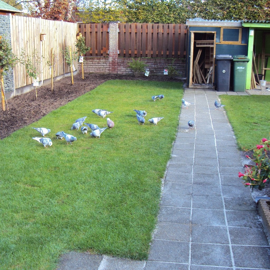 Vogels en DUIVEN, Meerdere dieren, Postduif