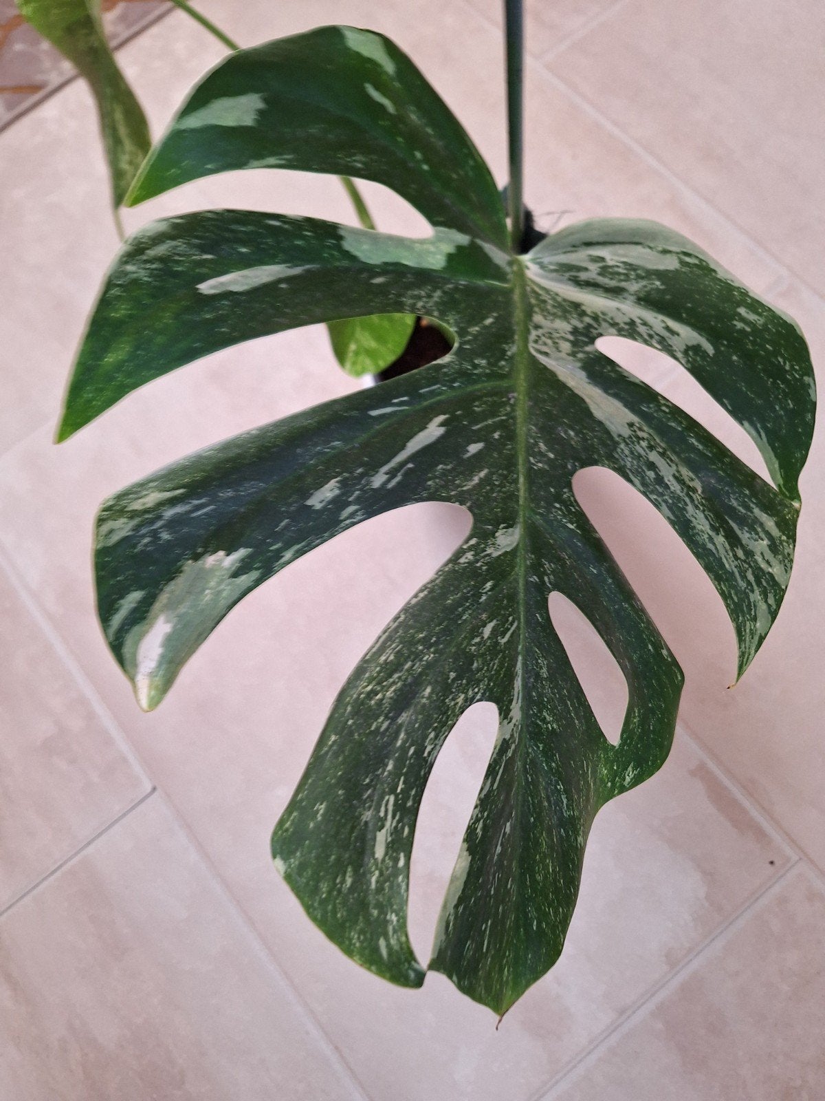 Monstera  Deliciosa Variegata, Tuin en Terras, Ophalen, Vaste plant, Bloeit niet, Halfschaduw