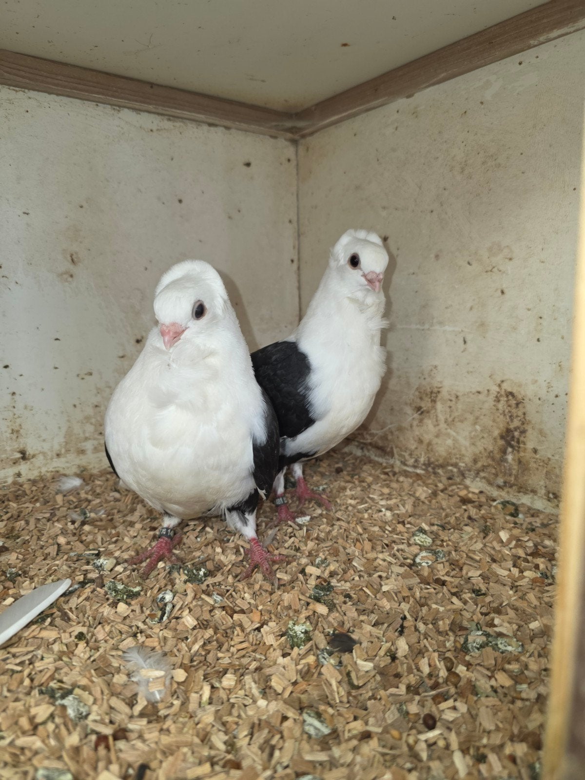 Meeuwtjes, Meerdere dieren, Overige soorten