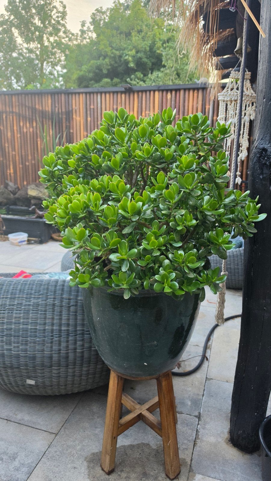 zeer grote Jadeplant (Crassula Ovata), Tuin en Terras, Ophalen, Lente, Volle zon
