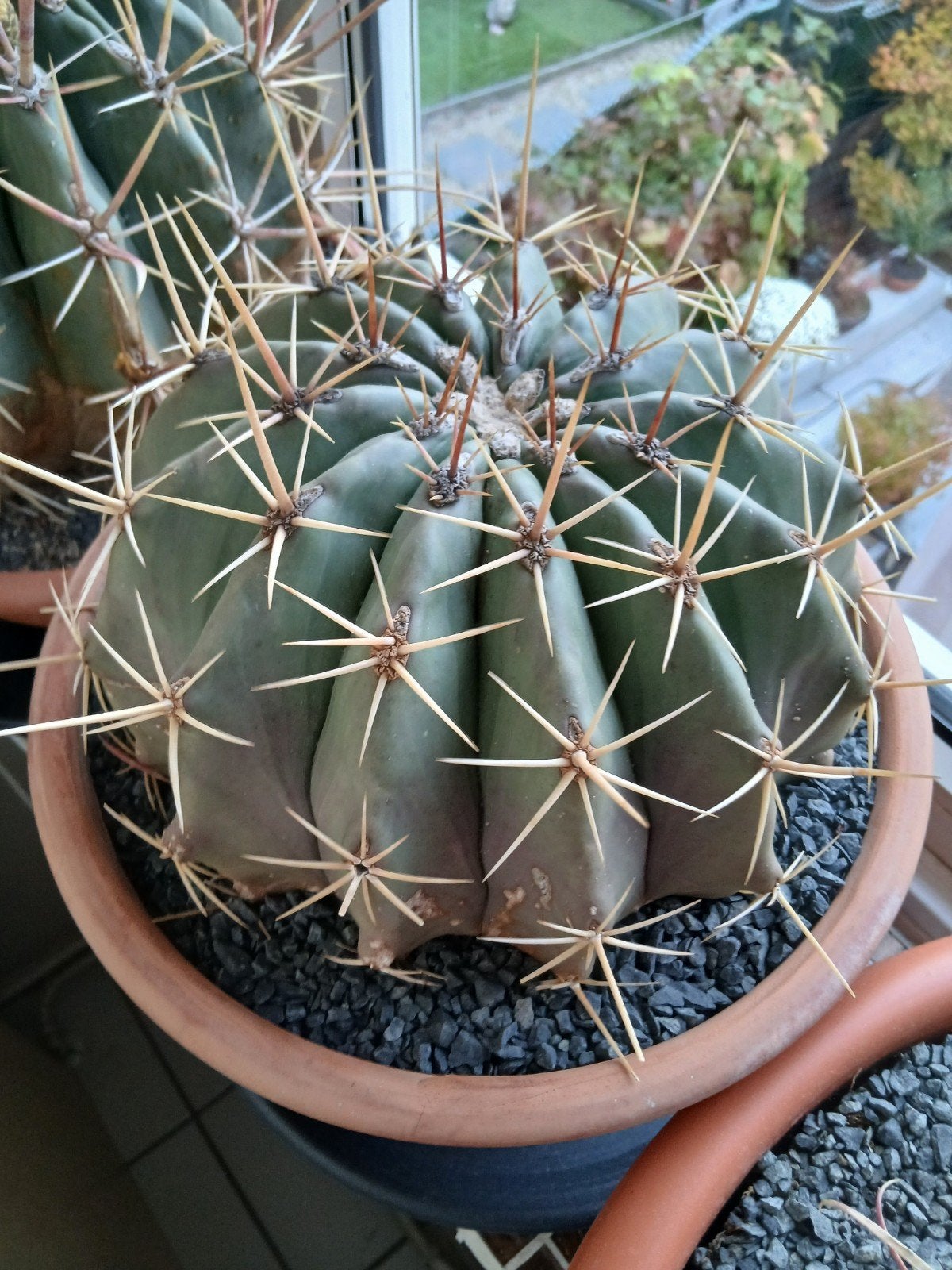 Grote, stekelige cactus in terracotta pot Echino cactus visn, Tuin en Terras, Planten | Tuinplanten, Ophalen of Verzenden, Overige soorten