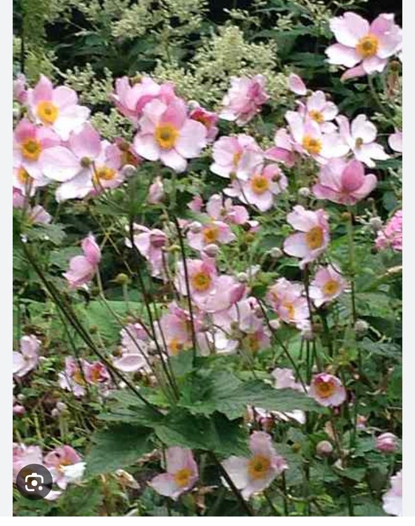 Grote anemoon stekken (roze bloeiend), Vaste plant, Halfschaduw, Zomer, Ophalen