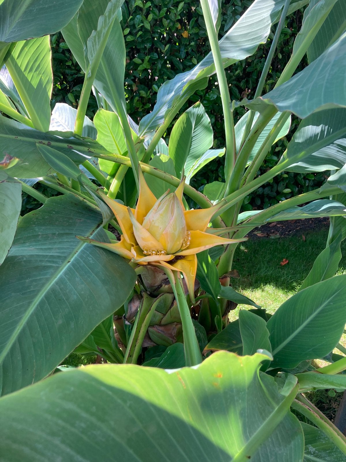 Bananenplanten te koop, Tuin en Terras, Planten | Tuinplanten, Ophalen, Halfschaduw