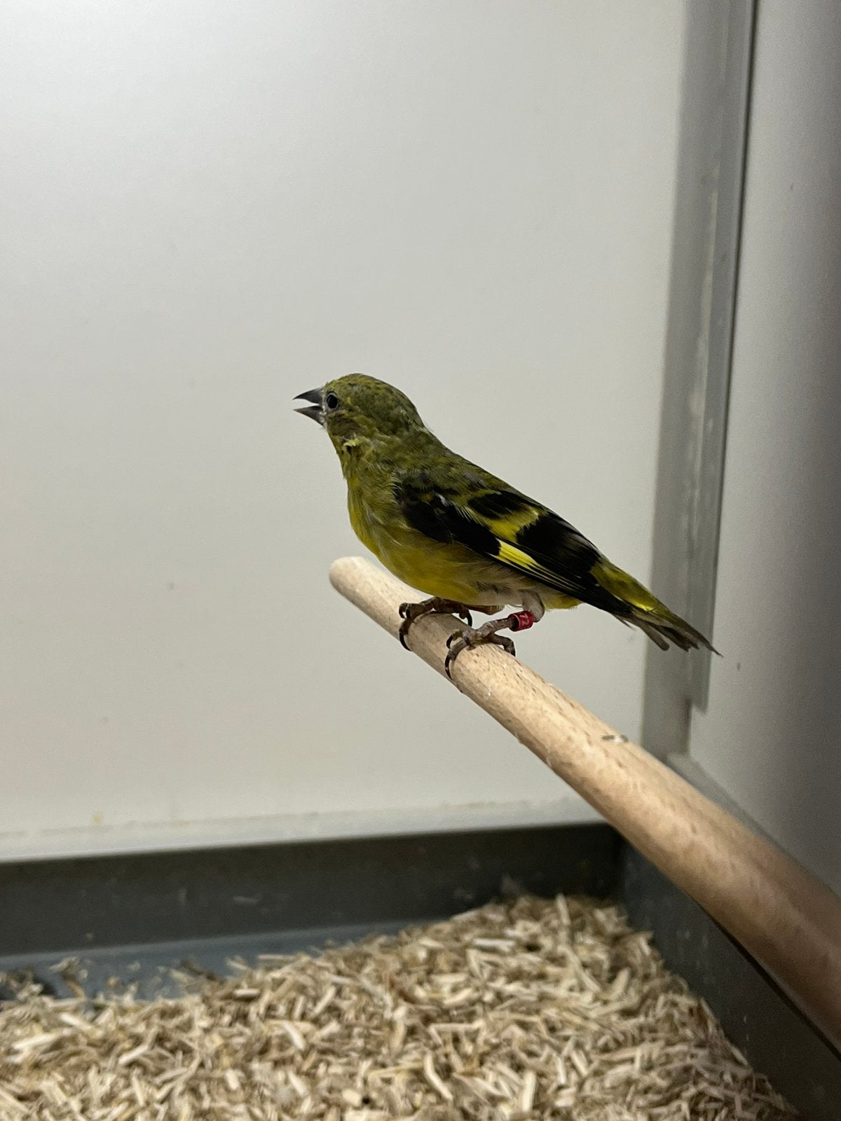 0-1 Yarellsijs, Dieren en Toebehoren, Vogels | Overige Vogels, Meerdere dieren, Wildzangvogel, Geringd
