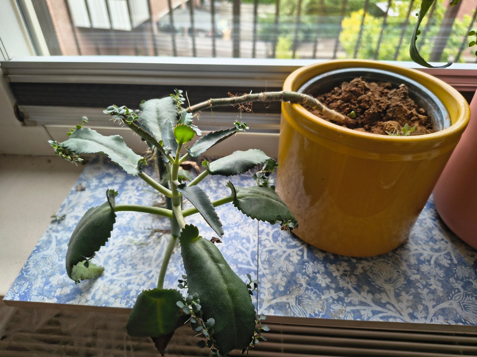 Moeder van Duizenden (Kalanchoe daigremontiana), Ophalen, Vetplant, Halfschaduw, In pot