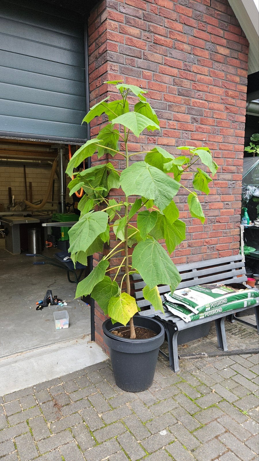 Anna Paulowna boom (Paulownia tomentosa), Volle zon, Vaste plant, Lente, Ophalen