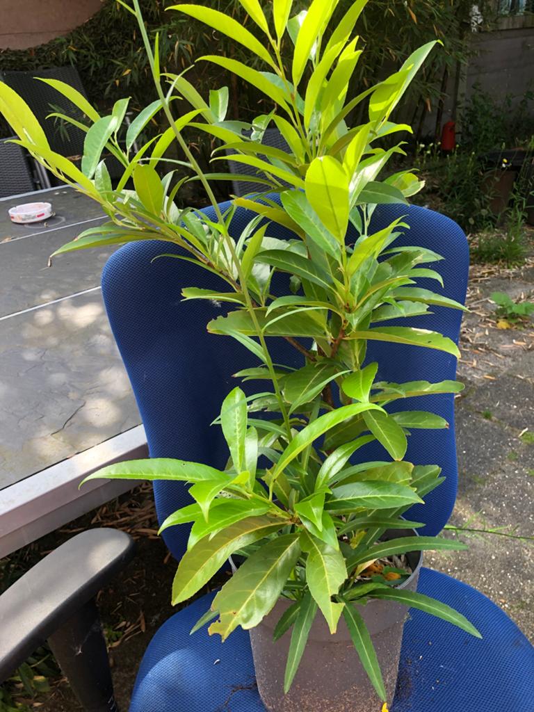 Laurierkers plant - Hoogte 60 cm, Ophalen, Vaste plant, Overige soorten