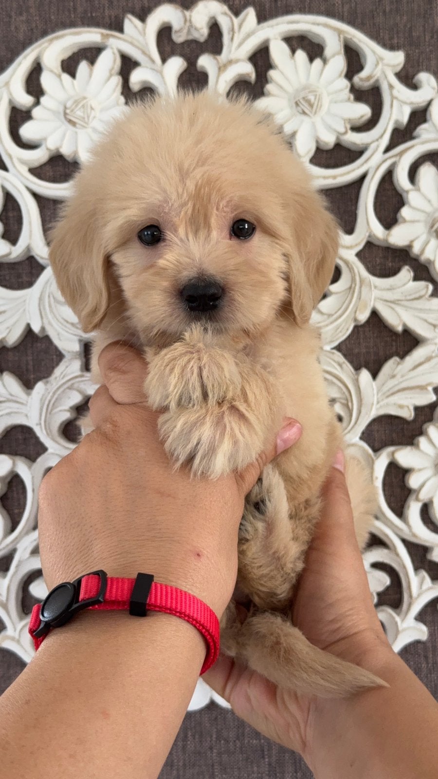 Prachtige goldendoodle pups, Dieren en Toebehoren, Honden | Retrievers, Spaniëls en Waterhonden, Parvo, Nederland, Overige rassen