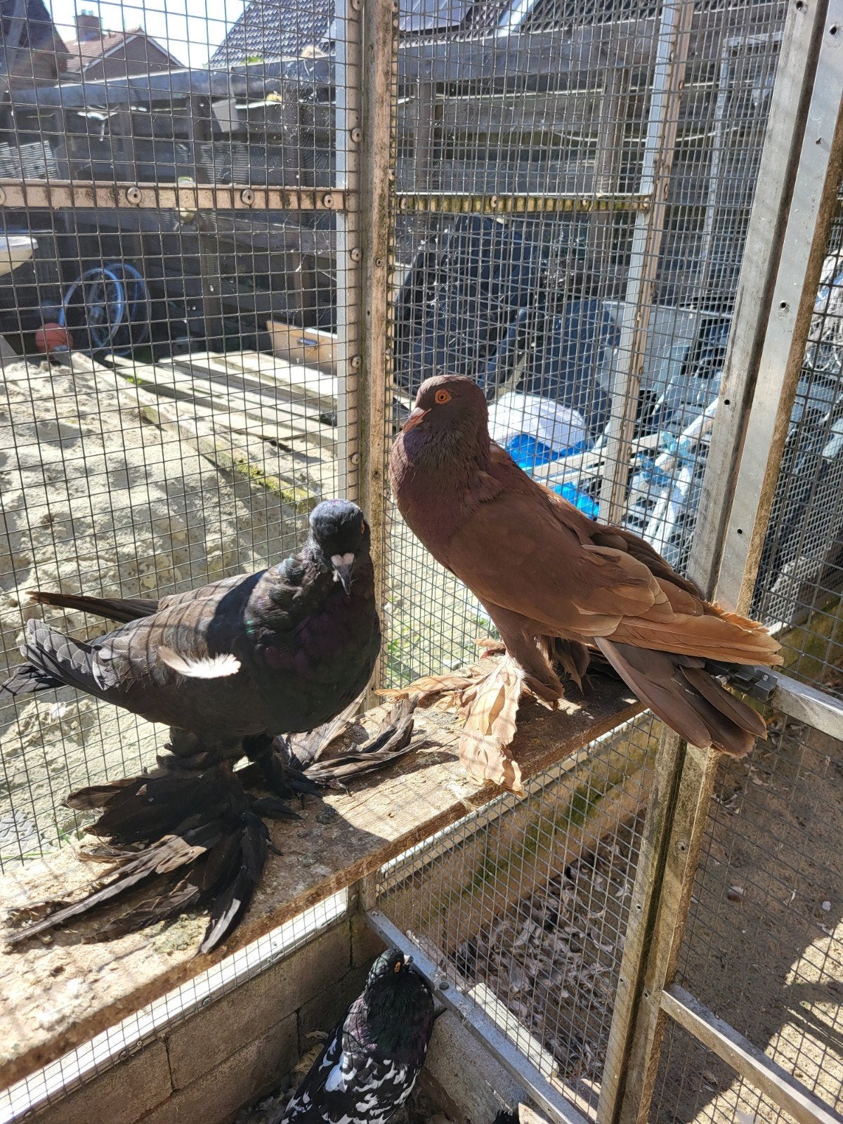 Hollandse kroppers meerdere kleuren, Dieren en Toebehoren, Meerdere dieren, Kropper