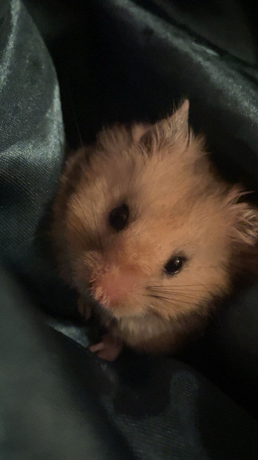 Goudhamster inclusief terrarium en toebehoren., Hamster, Mannelijk, Juli, Tam