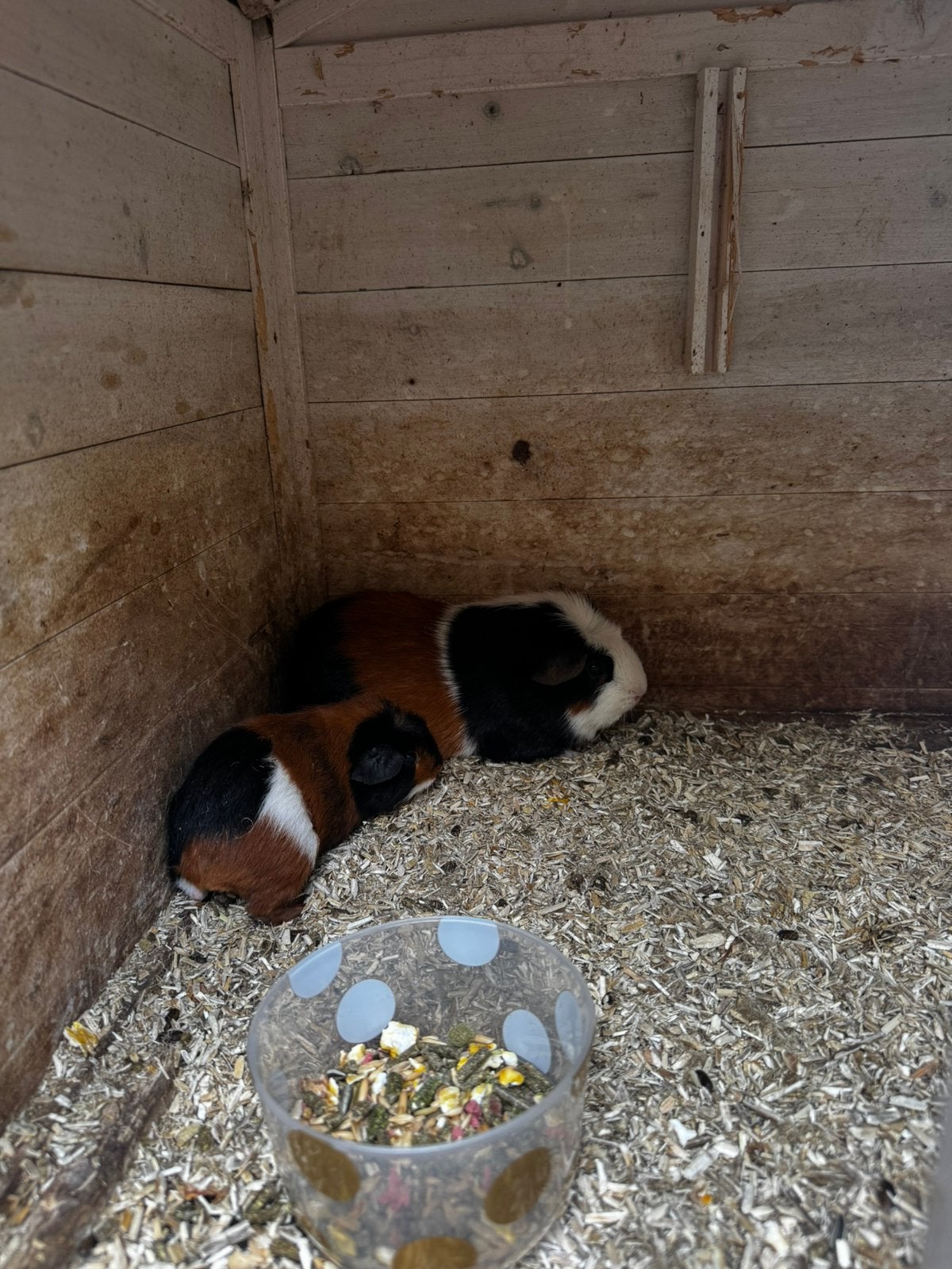 Baby cavia met vader, Dieren en Toebehoren, Knaagdieren, Cavia, Mannelijk, Mei, Tam
