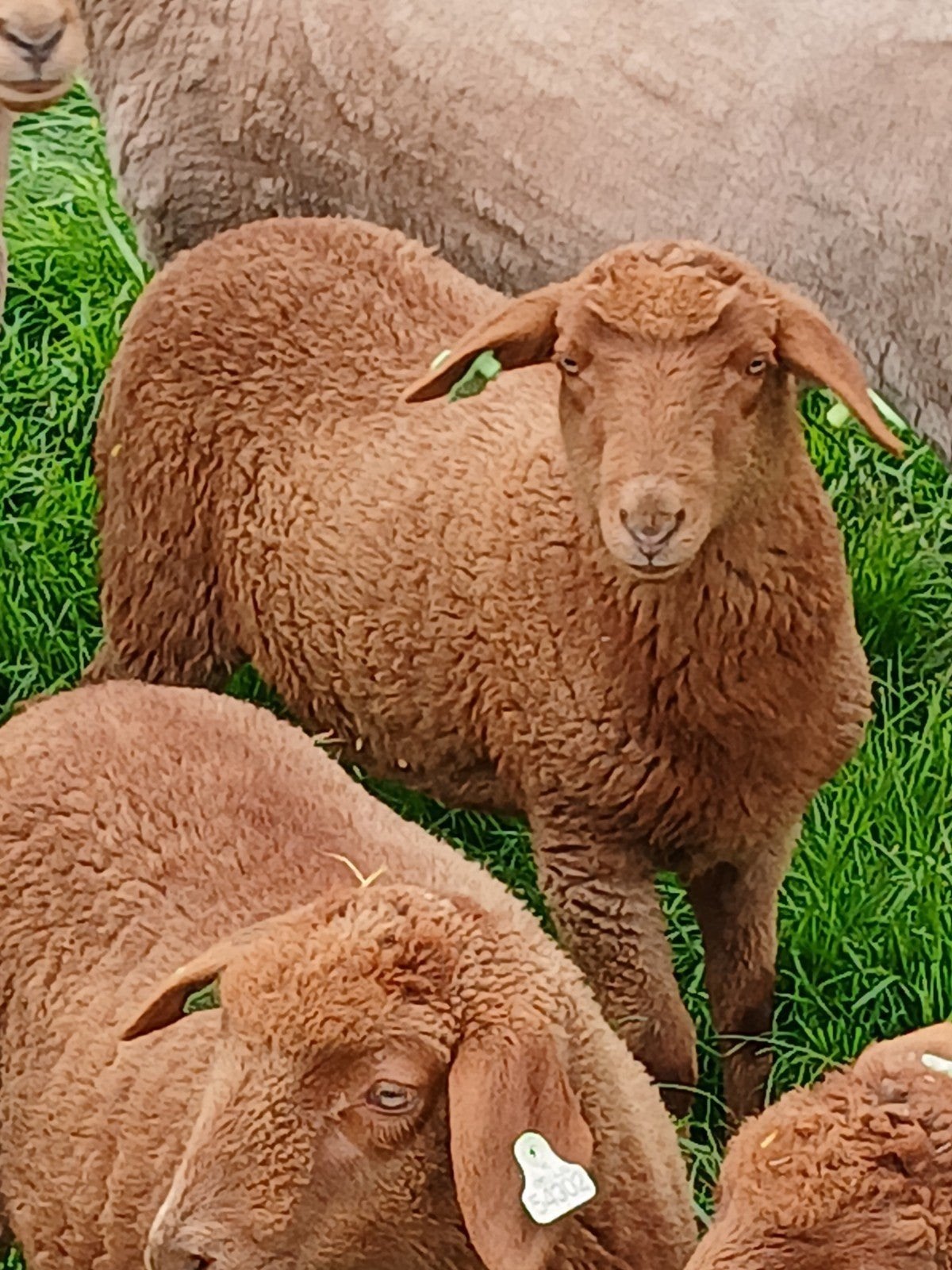 weidegang schapen gezocht, Dieren en Toebehoren, Schapen, Geiten en Varkens, Meerdere dieren, Schaap