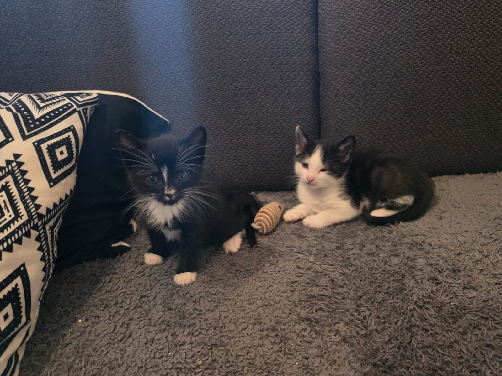 super lieve aanhankelijke kittens, Dieren en Toebehoren, Meerdere dieren