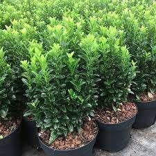 Euonymus (buxusvervanger), Ophalen, Overige soorten, Minder dan 100 cm