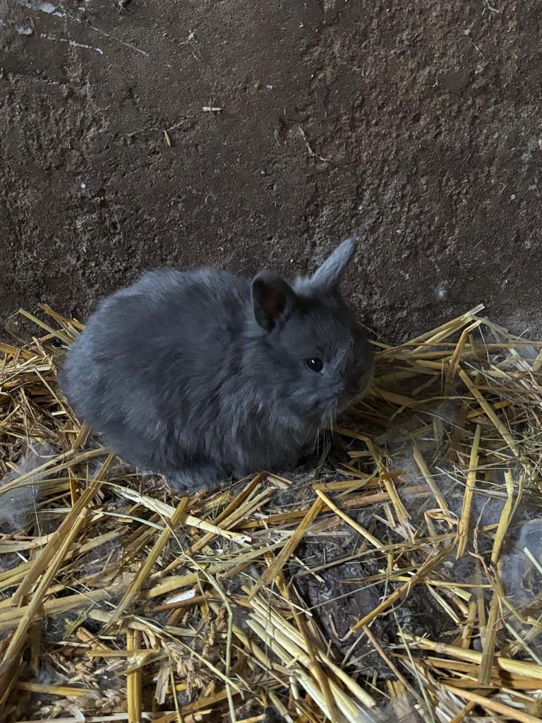 Baby konijntjes te koop, Dieren en Toebehoren, Konijnen, Meerdere dieren, Middelgroot, 0 tot 2 jaar