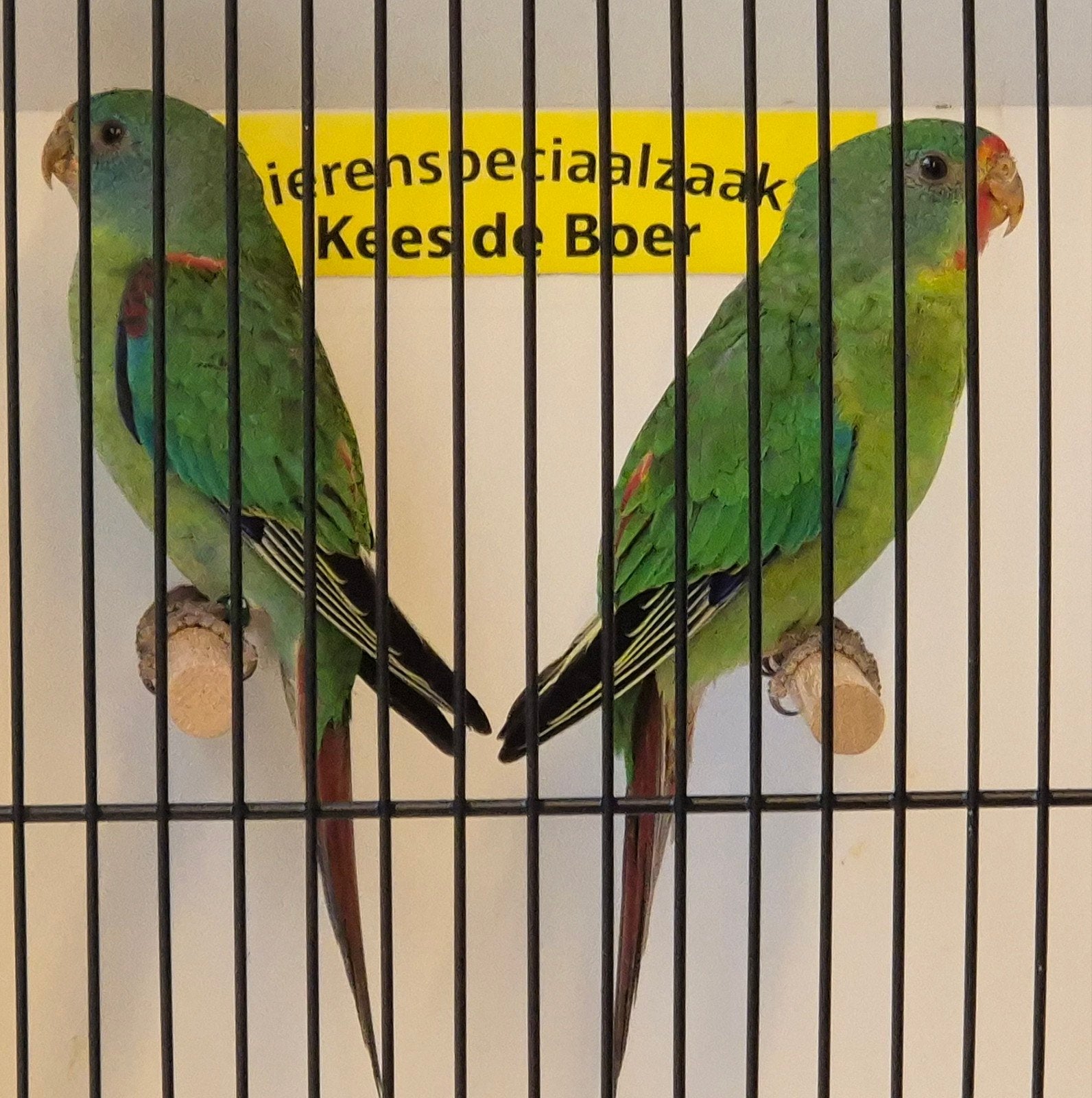 koppel swiftparkieten