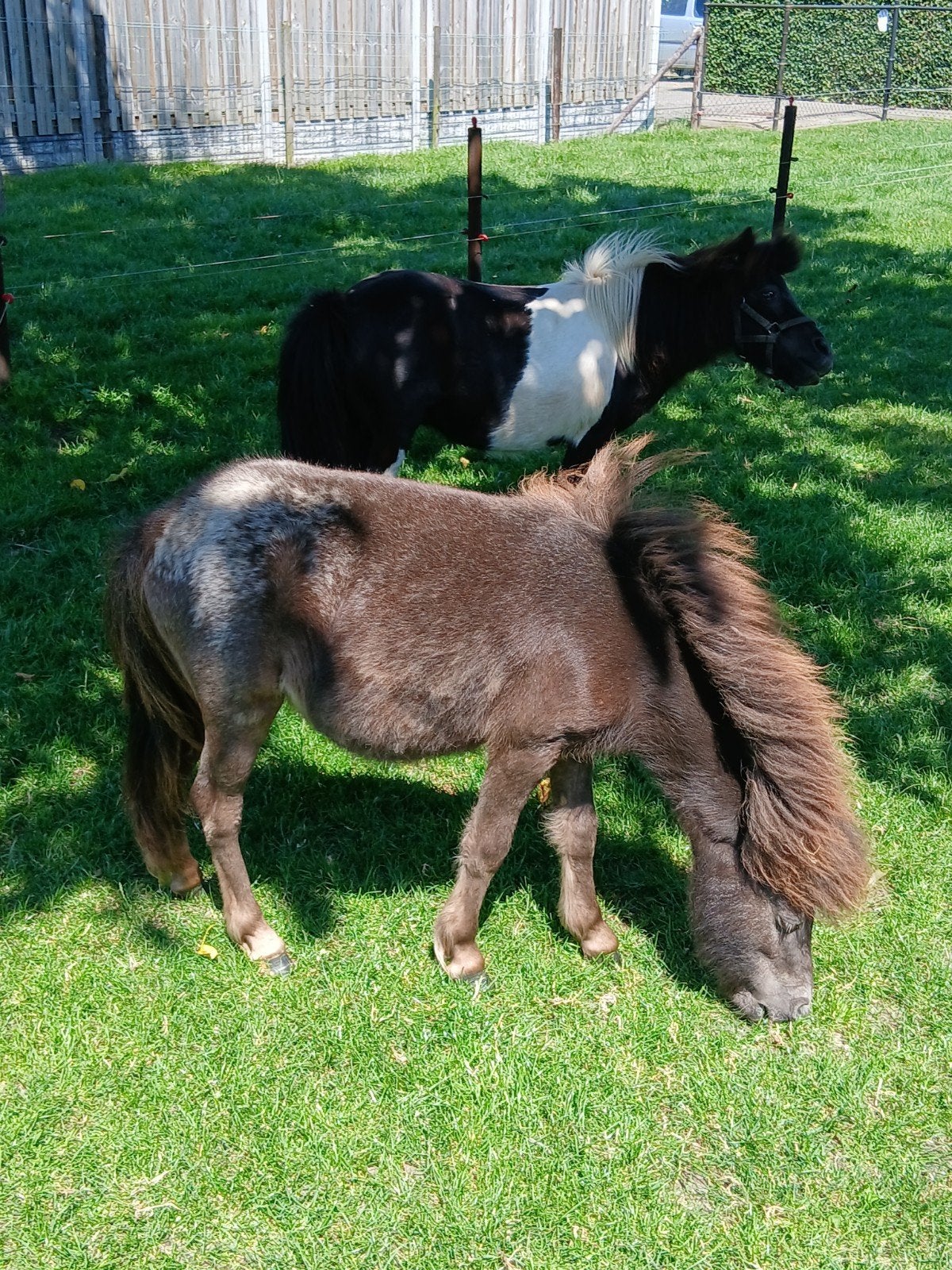 te koop verschillende mooie merries, Merrie, Met stamboom, 0 tot 2 jaar, A pony (tot 1.17m)