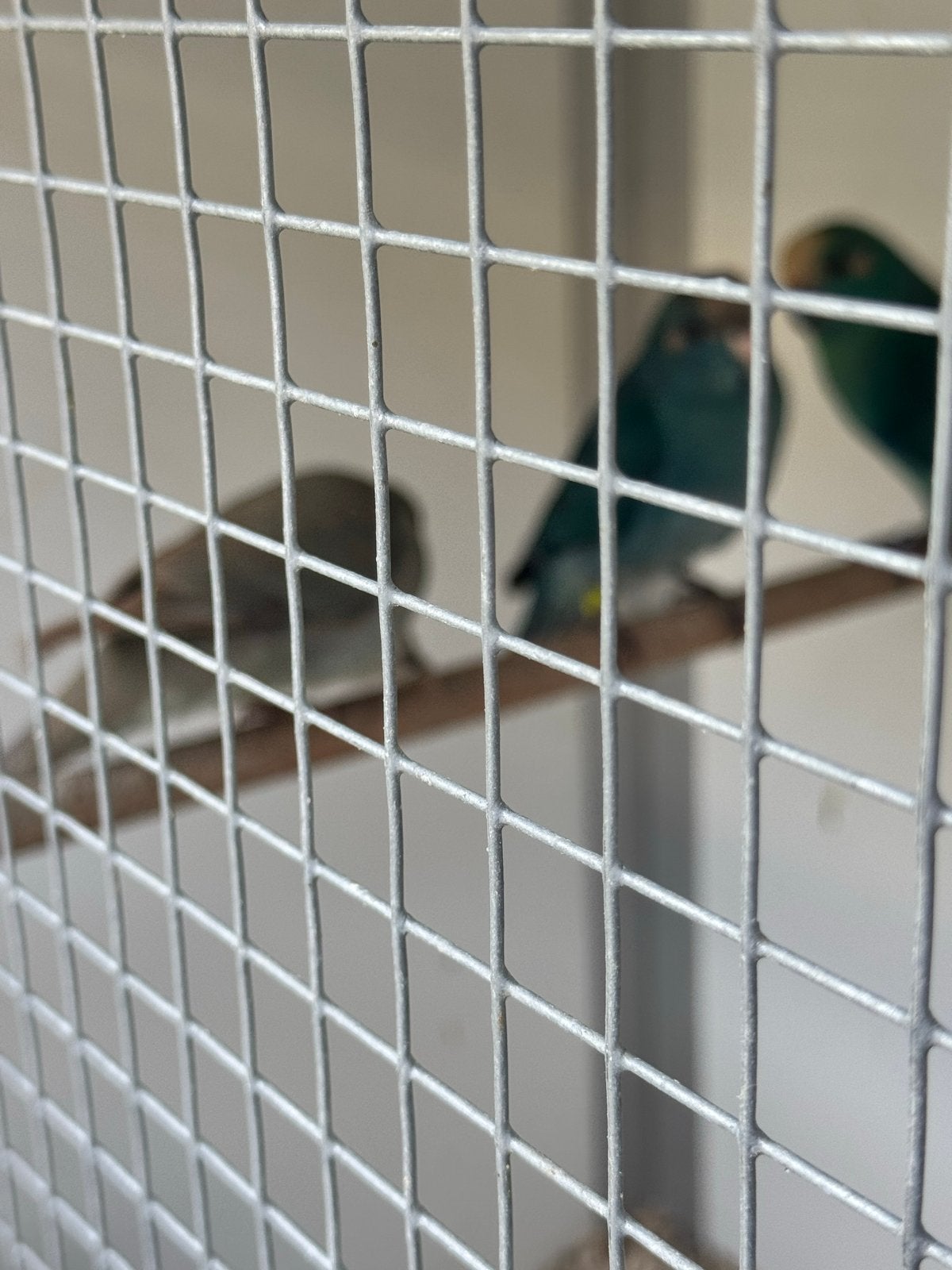 Kakariki jongen., Geslacht onbekend, Parkiet, Geringd