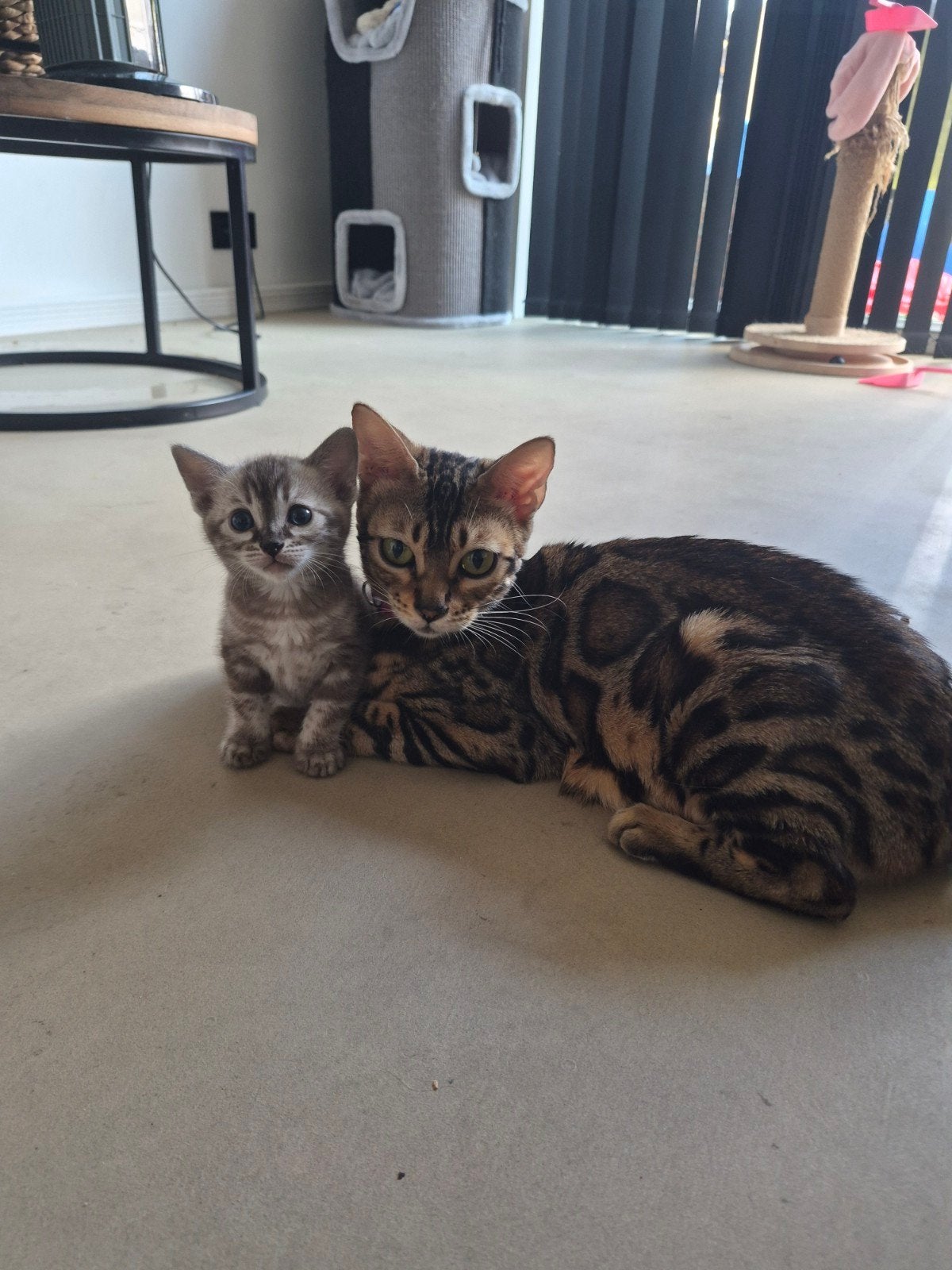 Silver marbled kitten te koop..., Dieren en Toebehoren, Katten en Kittens | Overige Katten, Meerdere dieren