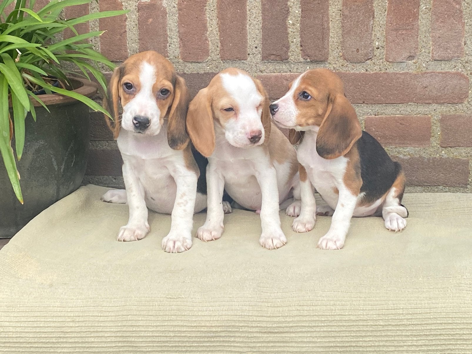 Prachtige BEAGLE x KOOIKER pups, Dieren en Toebehoren, Honden | Niet-rashonden, Parvo, Nederland, 8 tot 15 weken, Meerdere