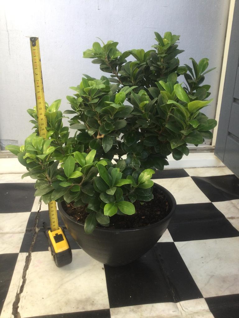 Ficus Bonsai, Huis en Inrichting, Kamerplanten, Ophalen, Ficus, Halfschaduw, In pot