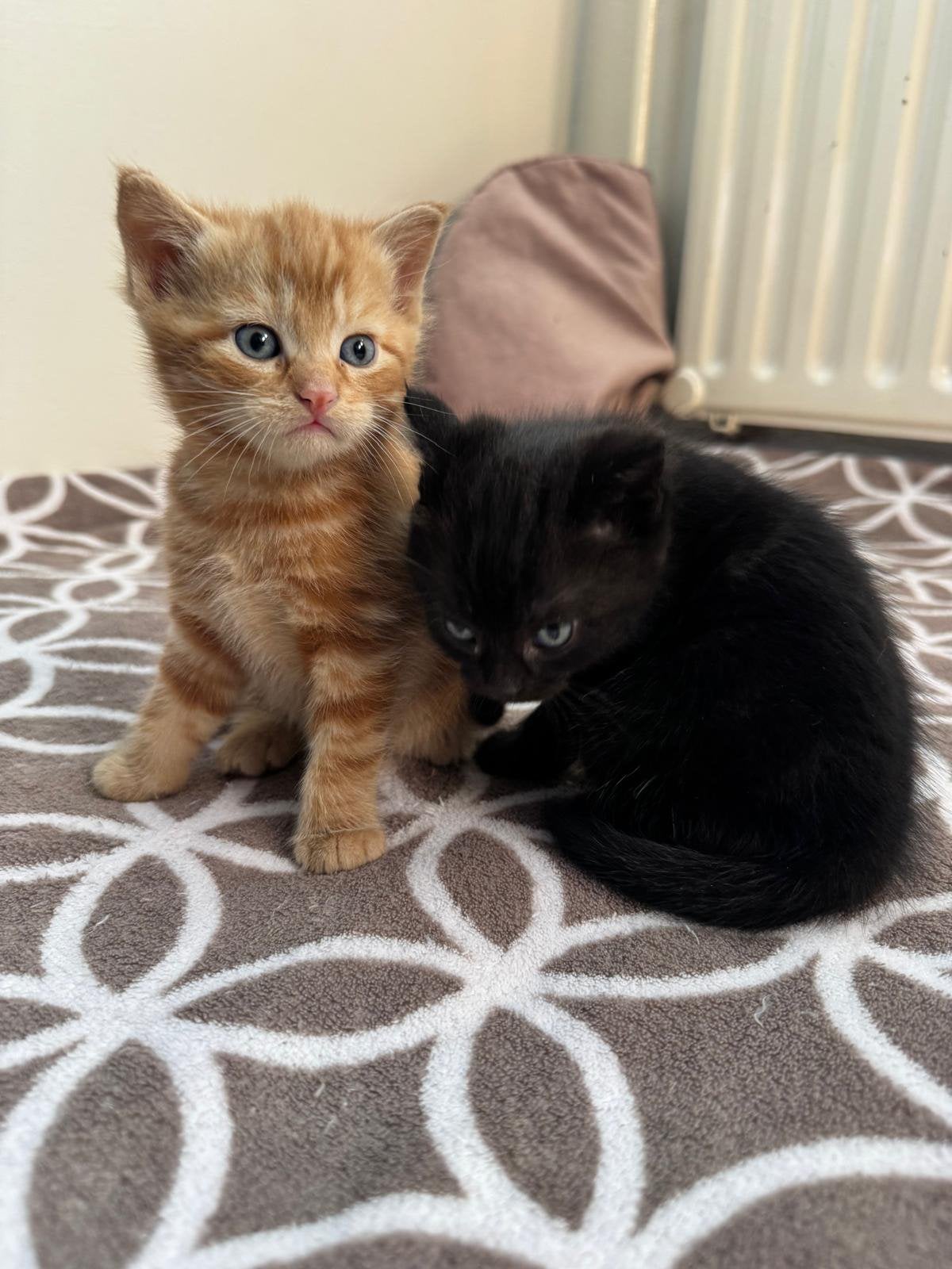 Kat half Brits, Kater