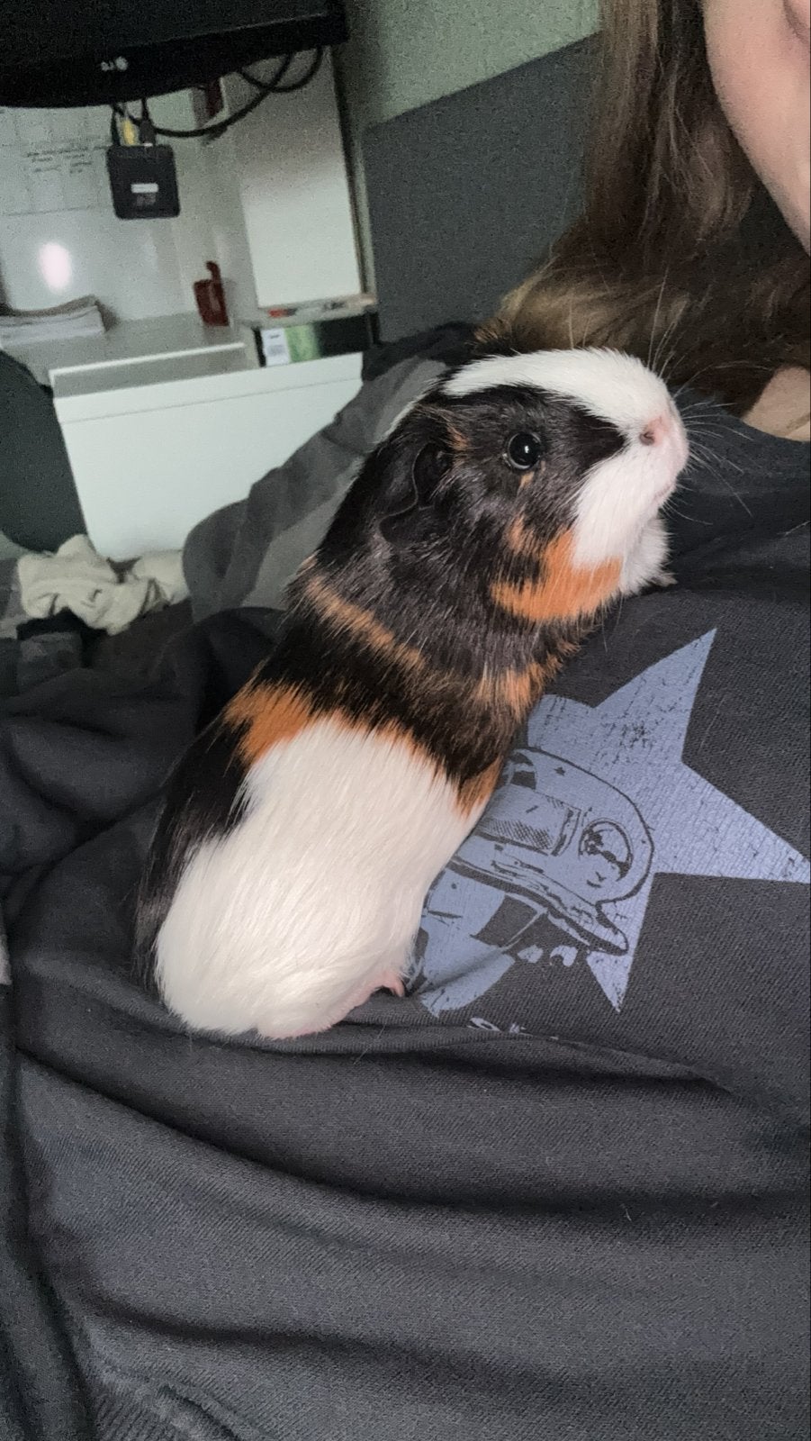 Cavia’s, Dieren en Toebehoren, Knaagdieren, Cavia, Mannelijk, Tam, Oktober