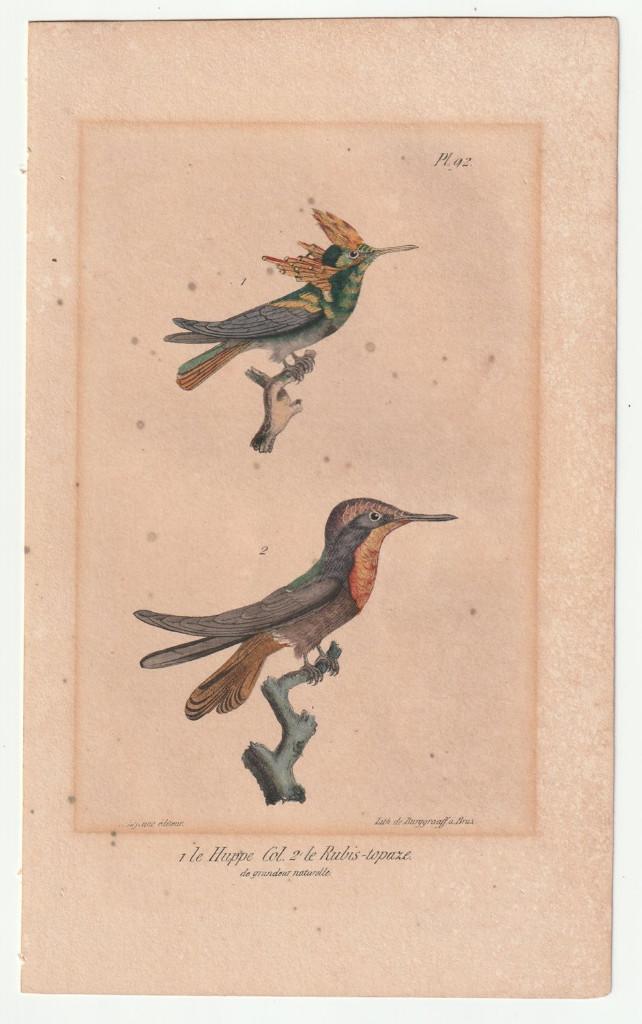 Ingekleurde litho kolibri Burggraaff met mooie goudaccenten, 1800 - 1899, Verzenden, Handgekleurd, Flora en Fauna