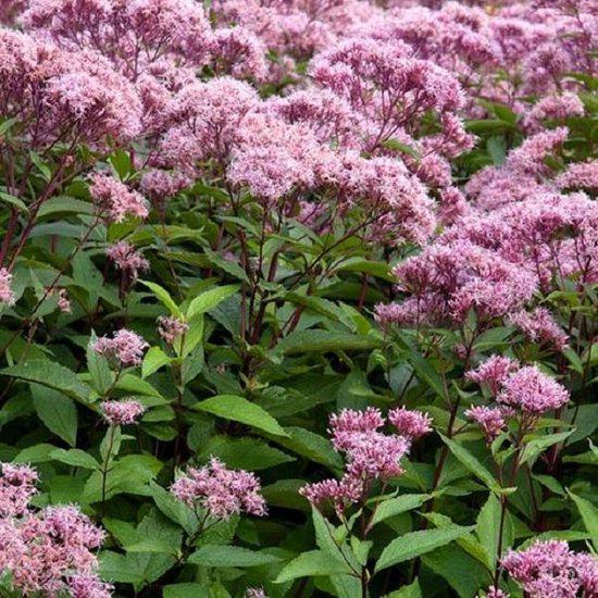 Eupatorium (Koninginnekruid), Vaste plant, Halfschaduw, Zomer, Ophalen