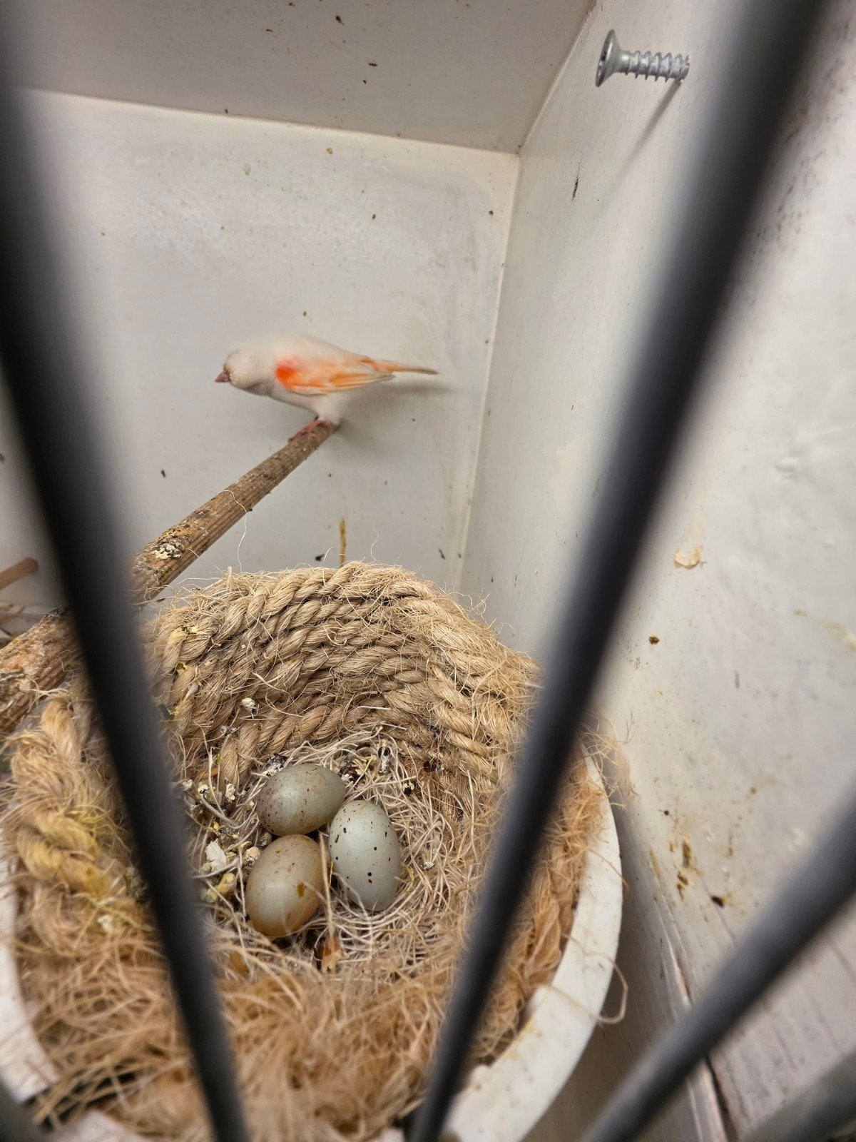 Koppel Met eieren, Dieren en Toebehoren, Vogels | Kanaries