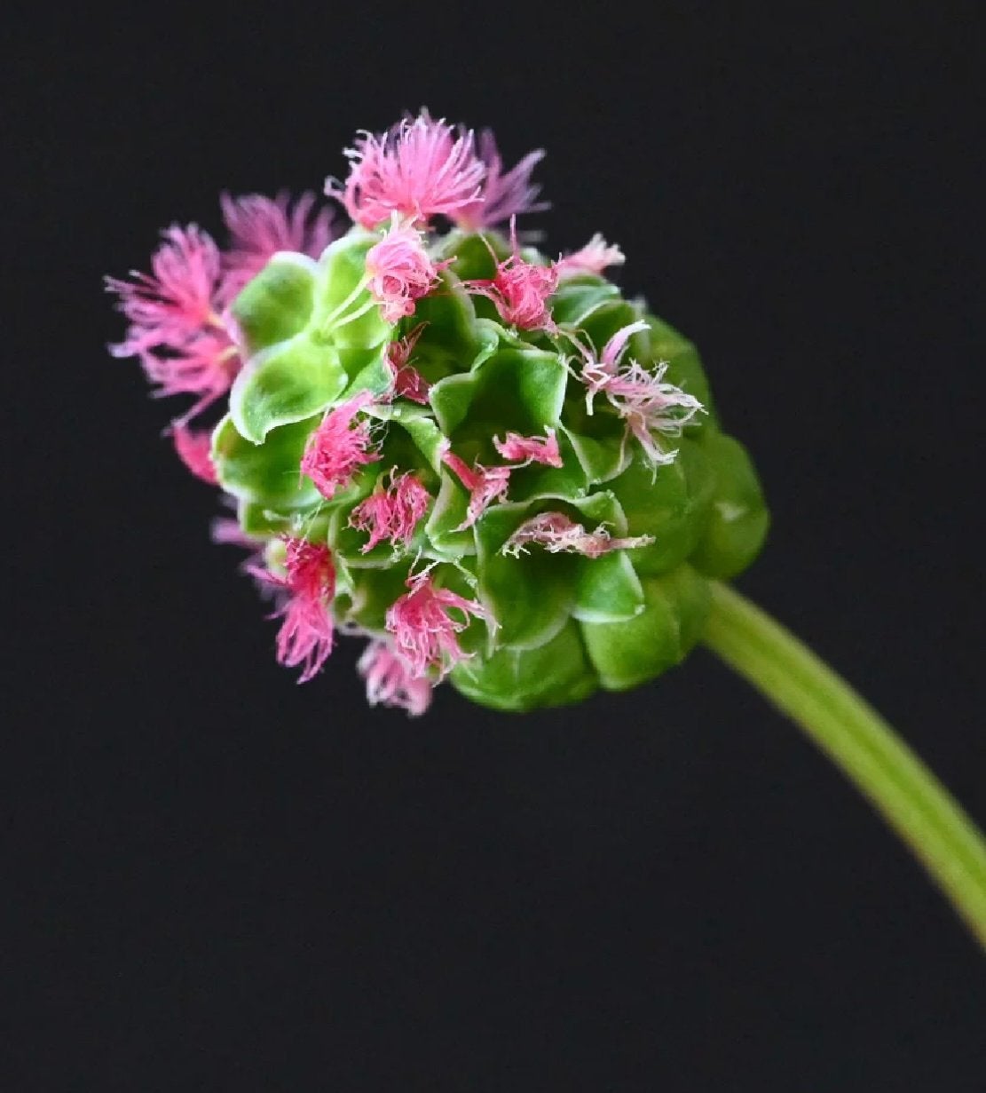 Zaden Sanguisorba minor. Kleine pimpernel Inheems, Tuin en Terras, Ophalen of Verzenden, Volle zon, Zaad