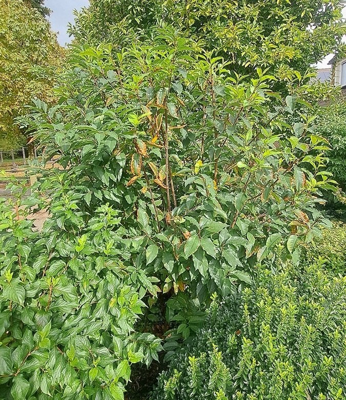 Portugese laurier (struik), Ophalen, Laurier, Struik, 100 tot 250 cm
