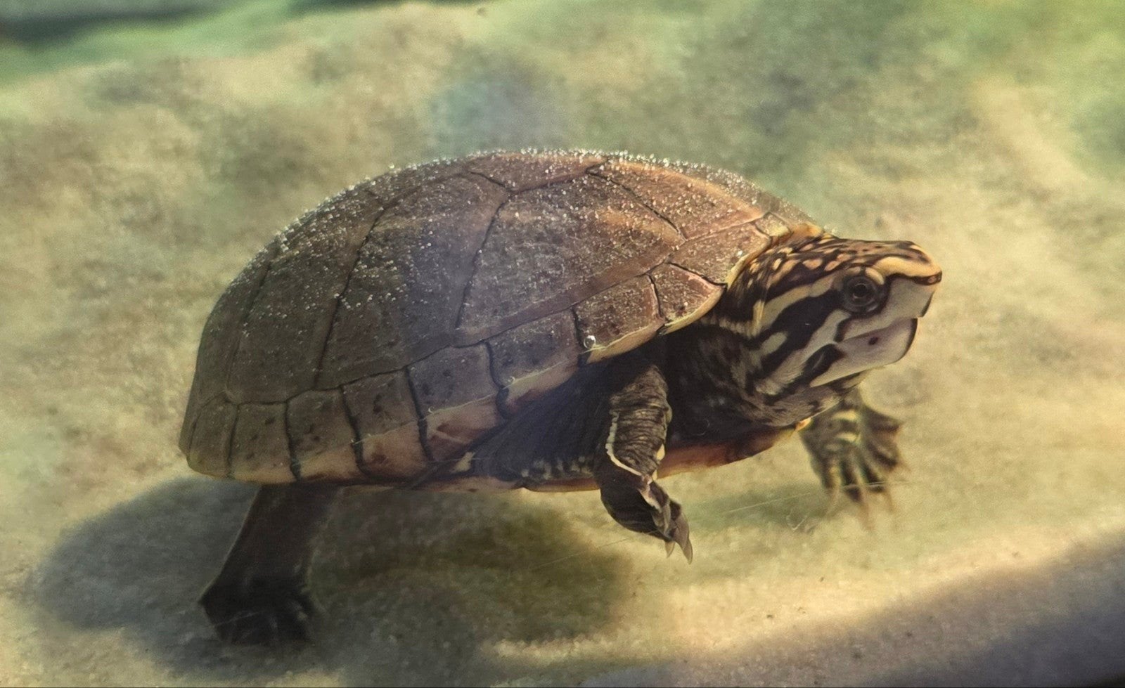 gezocht volwassen kinosternon baurii dame, Dieren en Toebehoren