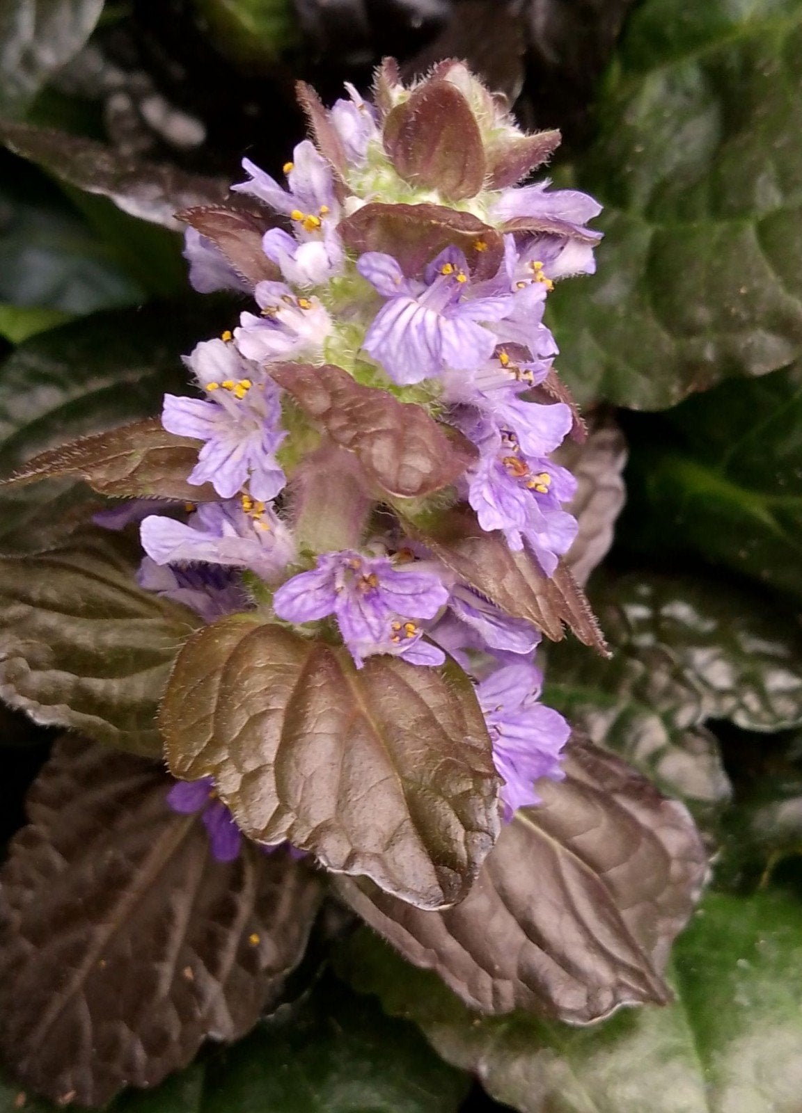 Zenegroen, Ajuga reptans, bio, Ophalen, Bodembedekkers, Vaste plant, Halfschaduw