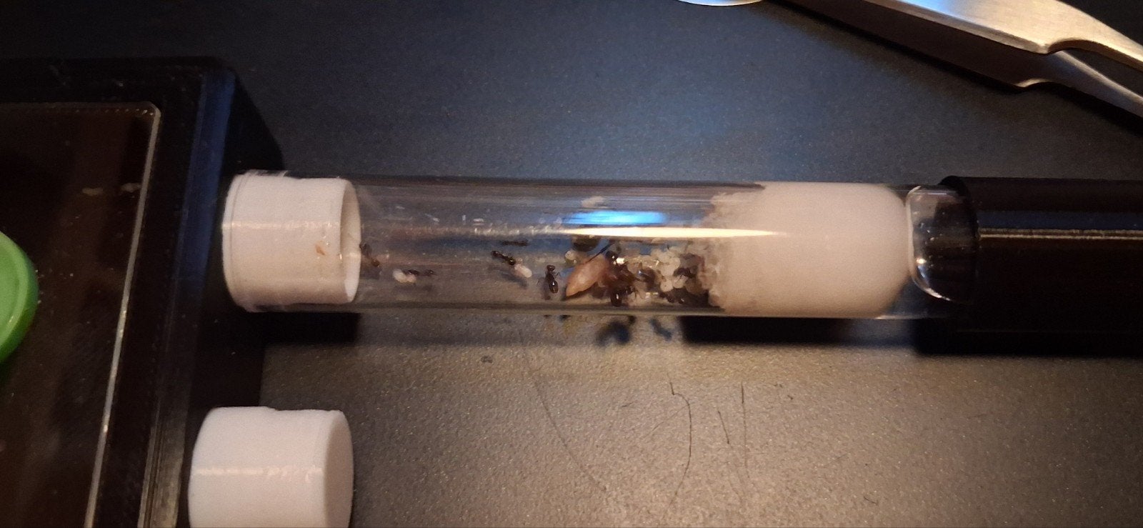 messor barbarus kolonies met media, Mieren