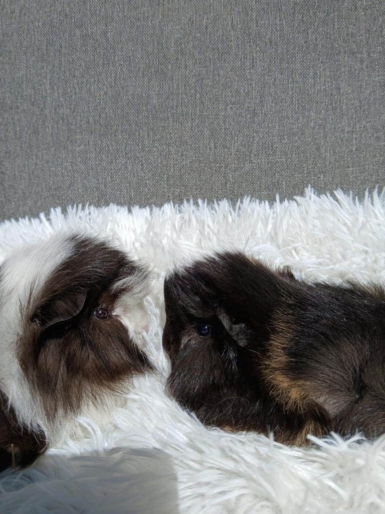 Lieve peruvian caviabeertjes, April, Mannelijk, Cavia