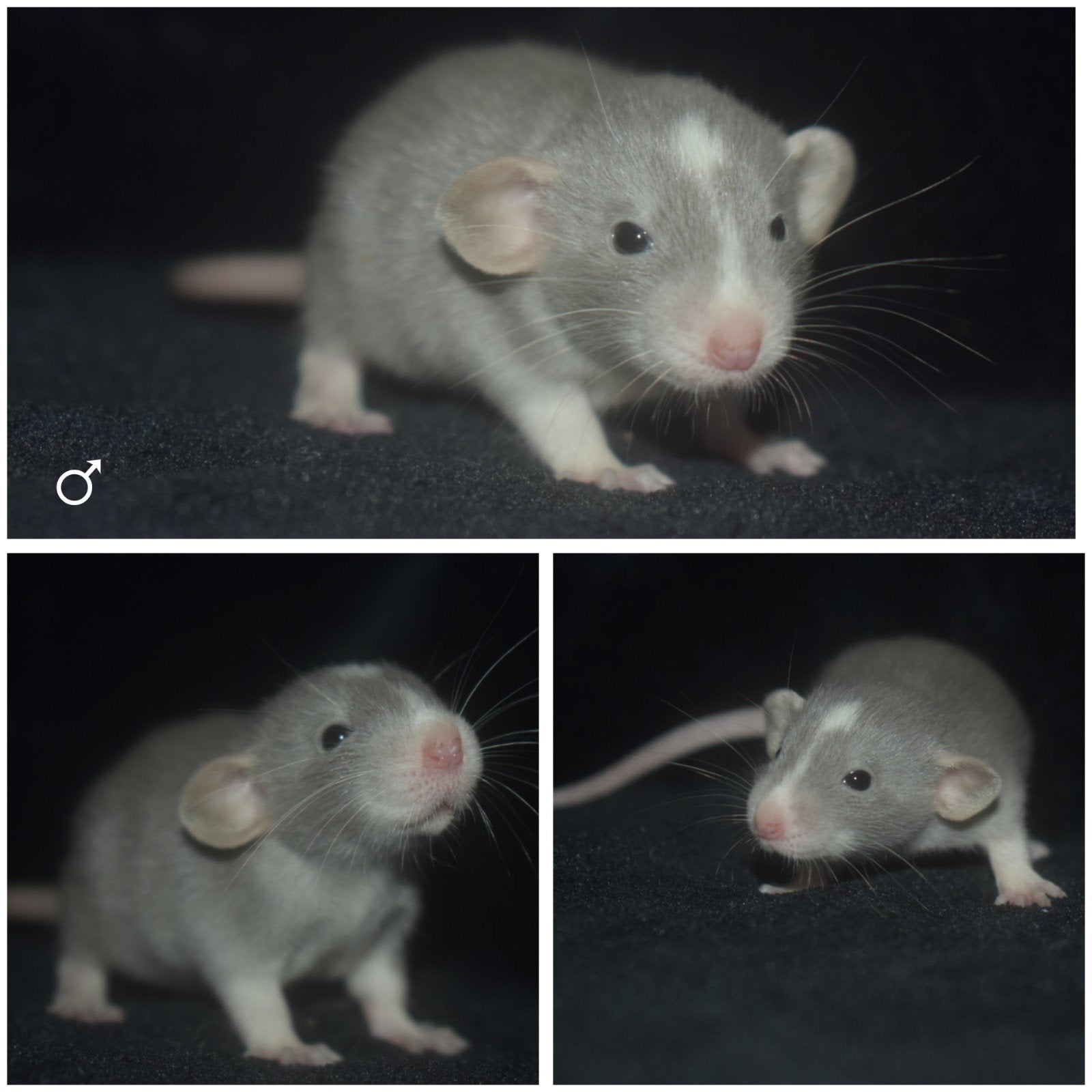 Ratjes , ratten , rittens, mannen, Mei, Mannelijk, Rat