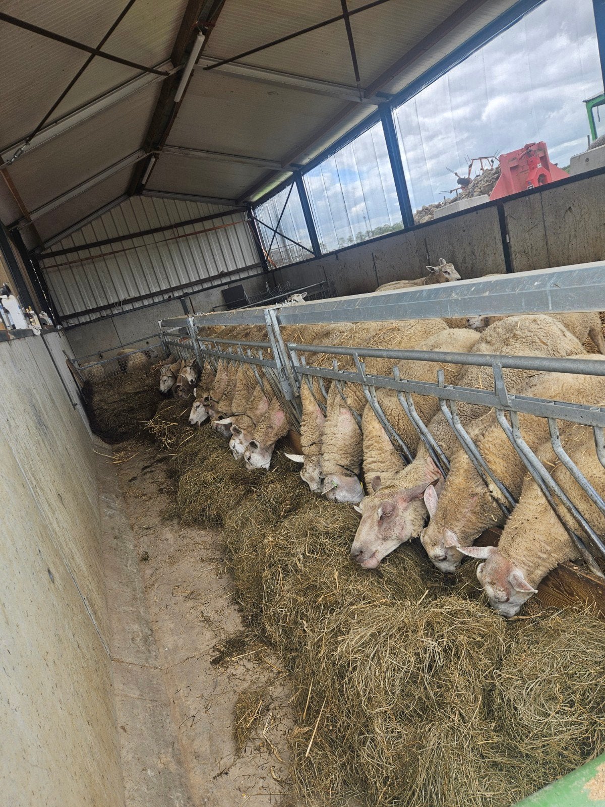 Schapen met lammeren te koop, Dieren en Toebehoren, Schapen, Geiten en Varkens, Meerdere dieren, Schaap