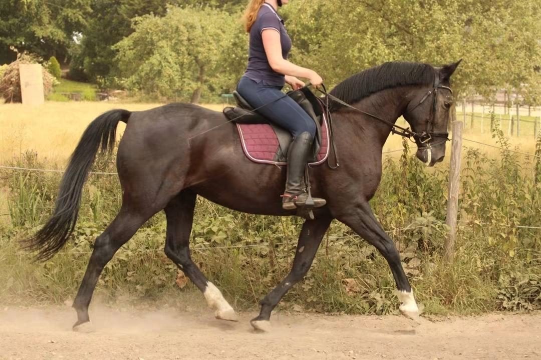 robuste kwpn merrie, Merrie, Met stamboom, L, 160 tot 165 cm