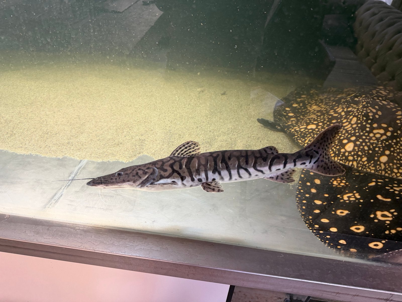 Tiger Shovelnose Catfish (Pseudoplatystoma tigrinum) 50 cm, Dieren en Toebehoren, Vissen | Aquariumvissen, Vis